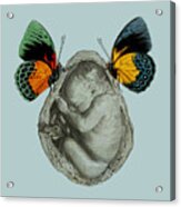 Baby Boy With Butterflies Acrylic Print