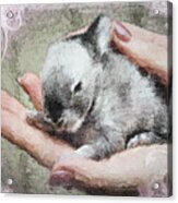 Baby Bunny Acrylic Print