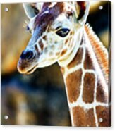Baby Giraffe Profile At The Philadelphia Zoo Acrylic Print