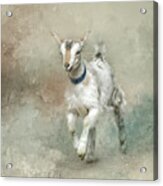 Baby Goat Acrylic Print
