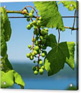 Baby Grapes Hanging Over Seneca Lake Acrylic Print