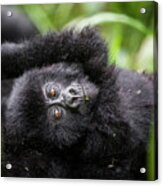 Baby Mountain Gorilla Close-up Acrylic Print
