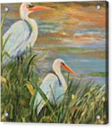 Back Bay Egrets Acrylic Print