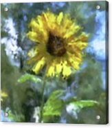 Back Yard Sunflower Acrylic Print