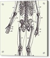 Backward Facing Skeletal Diagram - Vintage Anatomy Print 2 Acrylic Print