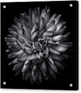 Backyard Flowers In Black And White 20 Acrylic Print