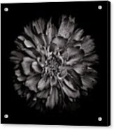 Backyard Flowers In Black And White 79 Acrylic Print