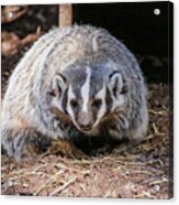 Badger Grin Acrylic Print