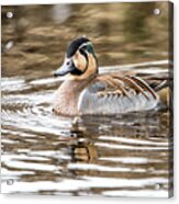 Baikal Teal, A Swinning Beauty And Rare Visitor In Sweden Acrylic Print