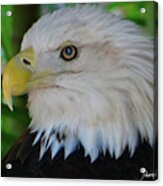 Bald Eagle 1 Acrylic Print