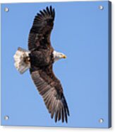 Bald Eagle 2019-20-1 Acrylic Print