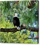 Bald Eagle American Symbol Acrylic Print