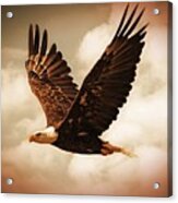 Bald Eagle Flying In Wisconsin. Acrylic Print