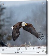 Bald Eagle In Flight Over Farm Field 01 Acrylic Print