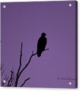 Bald Eagle In Silhouette Acrylic Print