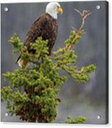 Bald Eagle On Top Of Spruce Acrylic Print