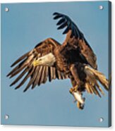 Bald Eagle With Catch #4590 Acrylic Print