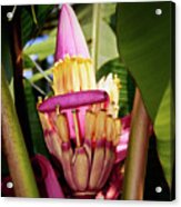 Banana Bloom Acrylic Print