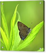 Banded Hairstreak Butterfly Resting On Green Leaf Acrylic Print
