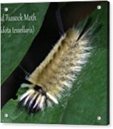 Banded Tussock Moth Caterpillar Acrylic Print