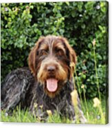 Barbu Tcheque Typical For Czech Republic Lying In Shadow During Hot Summer Days. Female Dog With Tongue Out Is Looking At Camera. Outdoor Activities. Tired After Hunting. Happy Expression Acrylic Print