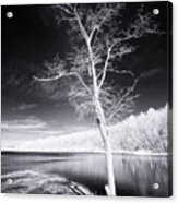 Bare Tree At Lake Laura #3002 Acrylic Print