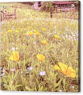 Barn In The Poppies Wildflowers In Country Colors Acrylic Print