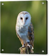 Barn Owl Acrylic Print