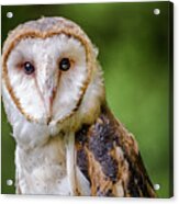 Barn Owl Eyes Acrylic Print