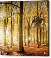 Barn Owl Flying In Autumn Woodland Acrylic Print