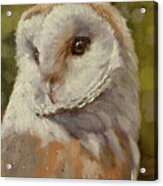 Barn Owl Portrait W673 Acrylic Print