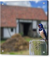 Barn Swallow At Farm Acrylic Print