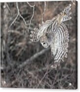 Barred Owl #2 Acrylic Print