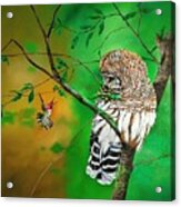 Barred Owl And Anna's Hummingbird Acrylic Print