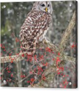 Barred Owl And Berries Acrylic Print