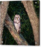 Barred Owl At Pungo #8032 Acrylic Print