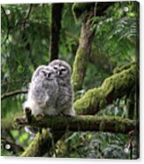 Barred Owl Fledglings Snuggling Acrylic Print