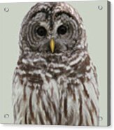 Barred Owl In 5 Colors Acrylic Print