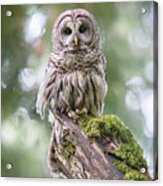 Barred Owl Stare Acrylic Print