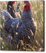 Barred Rock Rooster And Hen Acrylic Print