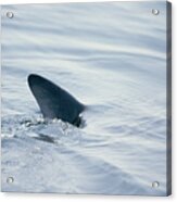 Basking Shark (cetorhinus Maximus) Dorsal Fin Cutting Surface Acrylic Print