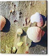 Beach Ocean Coast Seashells Ap 405 Acrylic Print