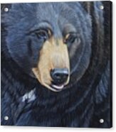 Bear Gaze Acrylic Print