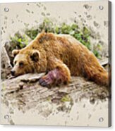 Bearly There Acrylic Print