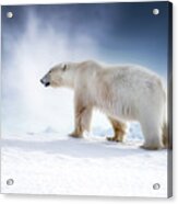 Beautiful Adult Male Polar Bear, Ursus Maritimus, Walking Across The Snow Of Svalbard Acrylic Print
