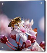 Beautiful Bee Acrylic Print