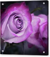 Beautiful Birthday Roses Acrylic Print