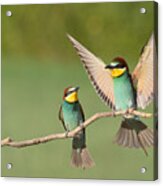 Beautiful Couple Bee-eaters Acrylic Print