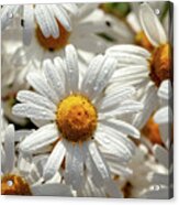 Beautiful Large Wild Daisies With Water Drops Acrylic Print