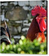 Beautiful Rooster Acrylic Print